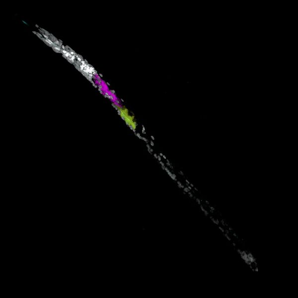 The accompanying confocal 3D projection of DAPI- and HCR in situ-labelled pre-parasitic Heterodera schachtii visualises transcripts of parasitism effectors made within the gland cells. Image source: Dr Alexis L Sperling.