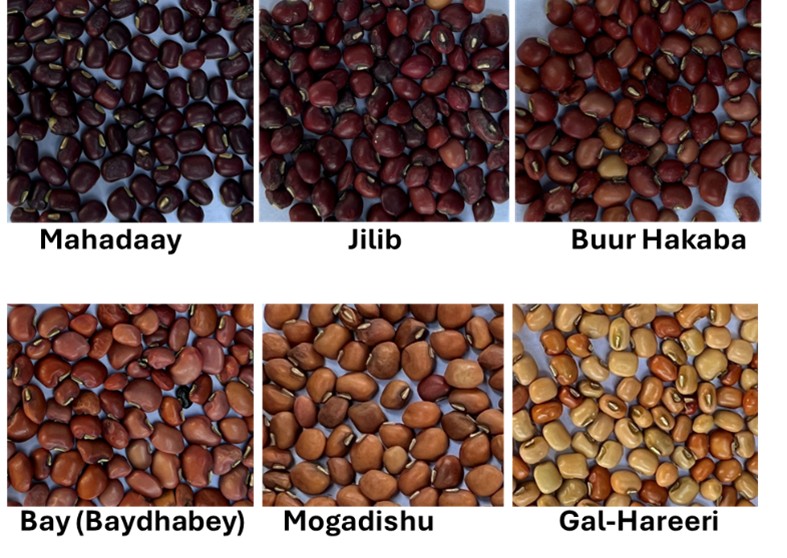 Cowpea seed collections from different locations in Somalia.